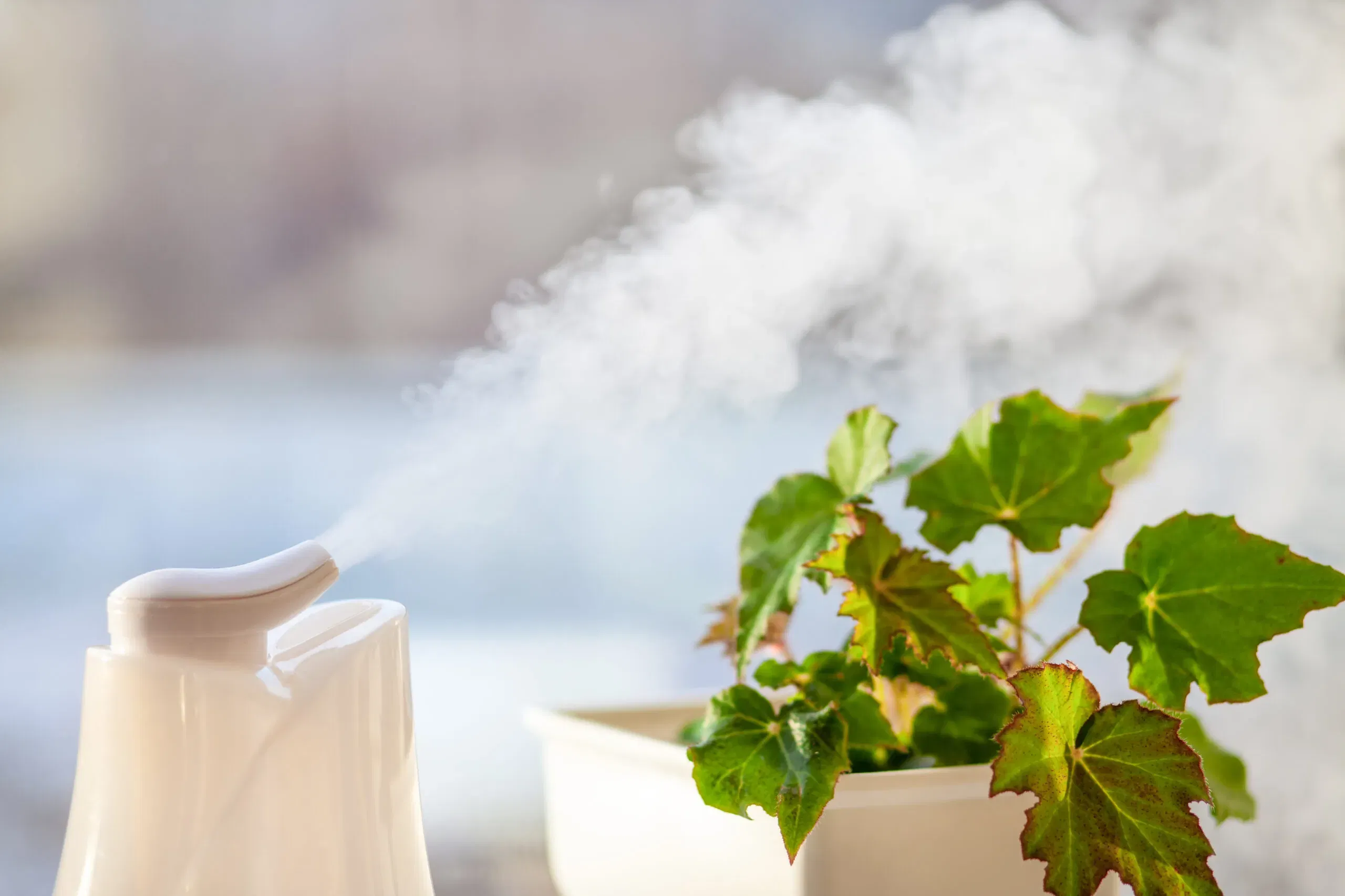 Humidifier at the window